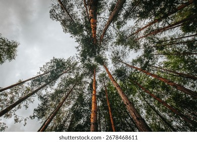 A dramatic upward perspective of tall pine trees reaching toward the sky, with sunlight filtering through the dense green canopy in a peaceful forest setting.