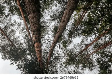 A dramatic upward perspective of tall pine trees reaching toward the sky, with sunlight filtering through the dense green canopy in a peaceful forest setting.