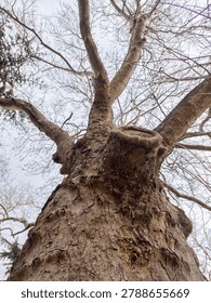 A dramatic upward view of a tall deciduous tree with a thick, textured trunk and sprawling bare branches reaching toward the sky. The rough bark, knots, and ridges emphasize the age and character of the tree, while the leafless canopy creates an intricate graphic pattern against the light. 