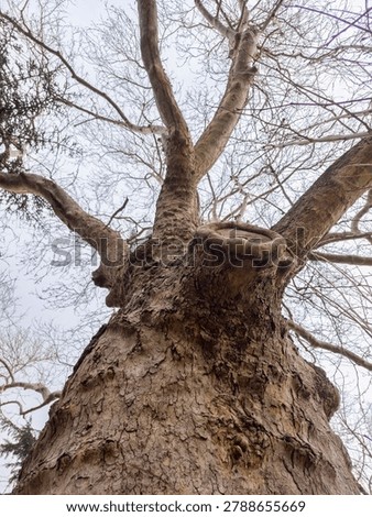 A dramatic upward view of a tall deciduous tree with a thick, textured trunk and sprawling bare branches reaching toward the sky. The rough bark, knots, and ridges emphasize the age and character of the tree, while the leafless canopy creates an intricate graphic pattern against the light. 