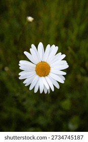 A dramatic, vertical, close-up photograph of a single white daisy flower (Bellis perennis or oxeye daisy) with a vibrant yellow center. The delicate white petals contrast sharply against a dark, moody, and softly blurred green background of leaves and grass, created by a shallow depth of field. Natural daylight illuminates the subject, highlighting the purity and simple beauty of the wildflower in its natural environment. 