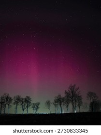 Dramatic vertical pillars of pink aurora borealis in a dark starry sky. Beautiful northern lights over silhouetted trees. Magical night landscape with a vibrant cosmic light display.