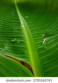 Dramatic vertical shot showcasing the deep, rich green texture of the leaf, where the central vein glows against the enveloping shadows.