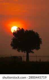 Dramatic vertical silhouette of a single tree against a vibrant orange sky with a massive glowing sun during sunset.