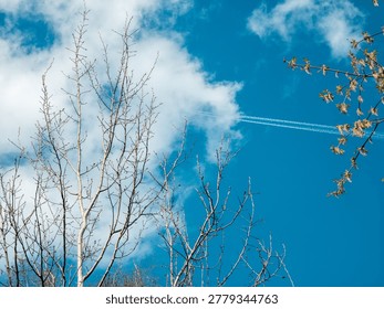 Dramatic view of bare tree branches silhouetted against a vibrant blue sky with wispy clouds and an airplane contrail. Springtime feel.