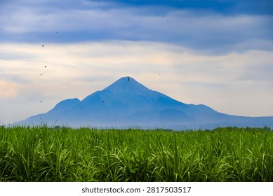 A dramatic view of a distant blue volcanic mountain peak rising above a vast lush green sugarcane field under a cloudy blue sky in Indonesia.