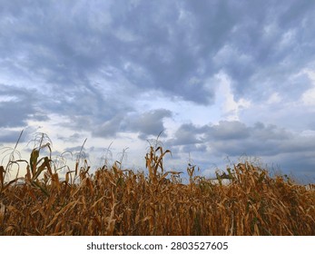 Dramatic view of a dried corn field under a stormy overcast sky before rain