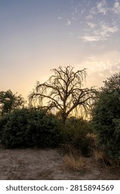 Dramatic view of a leafless tree silhouetted against evening sky