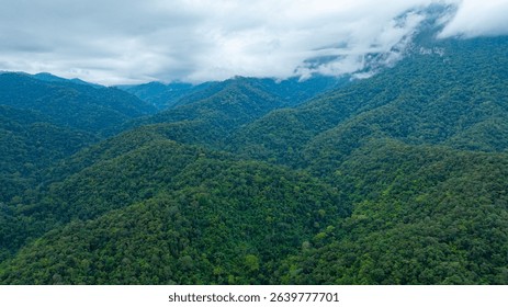 A dramatic view of a lush, forested mountain peak shrouded in thick clouds, capturing the raw beauty and mystique of nature under an overcast sky.
