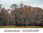 Dramatic view on the Caddo Lake in fall with red cypress trees and giant salvinia plants in Texas, USA