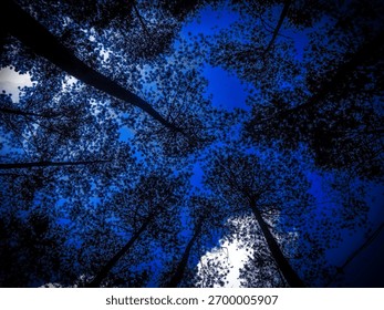 Dramatic view of tall pine trees from below against a deep blue sky. The silhouette of branches creates a mesmerizing natural pattern and peaceful forest atmosphere.
