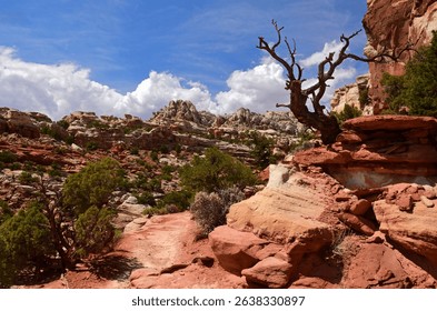 dramatic viewpoint of  cliffs and a tree trunk on a sunny summer day along the trail to cassidy's arch in capitol reef national park, near  torrey, utah