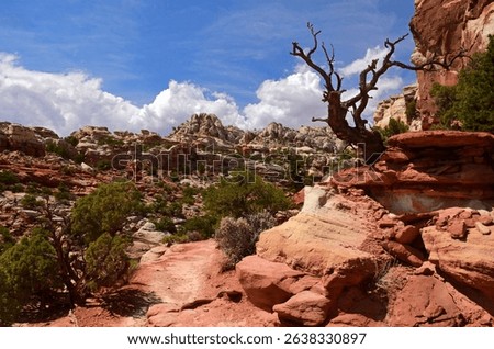 dramatic viewpoint of  cliffs and a tree trunk on a sunny summer day along the trail to cassidy's arch in capitol reef national park, near  torrey, utah