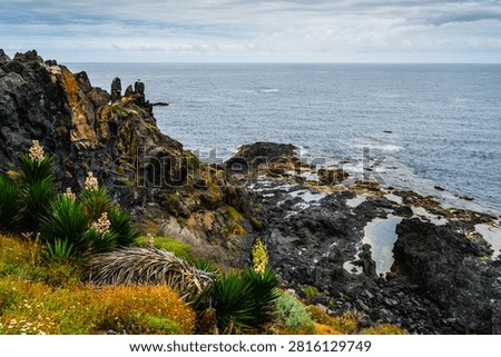 Dramatic volcanic cliffs meet the vast Atlantic Ocean, showcasing unique flora and natural rock pools along the shore