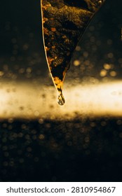 A dramatic, warm macro shot captures a single, clear water droplet suspended from the dark and textured tip of a leaf.