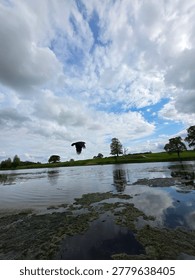Dramatic wide-angle shot of a black crow in mid-flight over a serene lake. The composition features a vast sky with white cumulus clouds reflected in the water, lush green hills in the background, and mossy shoreline in the foreground. A powerful image representing freedom, nature, and atmospheric wildlife