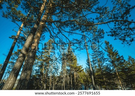 A dramatic wide-angle view from below captures towering coniferous trees teaching towards a vibrant blue winter sky.