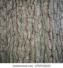 Dramatic Willow Oak Bark with Deep Forest Texture