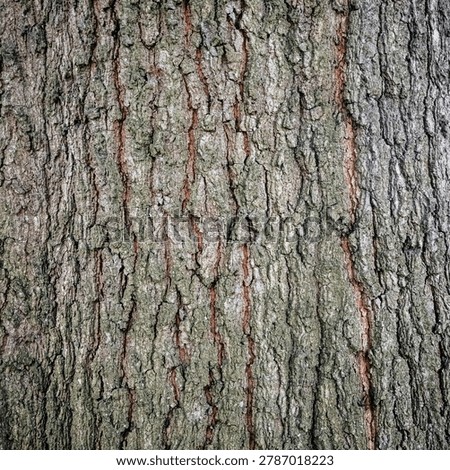 Dramatic Willow Oak Bark with Deep Forest Texture