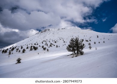 Dramatic winter mountain landscape with a snow-covered alpine slope and scattered pine trees under a stormy sky, Pelister National Park, Macedonia.