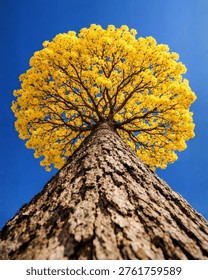 A dramatic worm eye perspective of a flowering Yellow Tabebuia tree. The massive trunk leads the eye upward to a dense, circular canopy of brilliant yellow blossoms, creating a beautiful contrast against the deep blue background. Perfect for nature, seasonal, and botanical themes.
