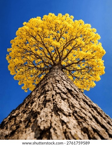 A dramatic worm eye perspective of a flowering Yellow Tabebuia tree. The massive trunk leads the eye upward to a dense, circular canopy of brilliant yellow blossoms, creating a beautiful contrast against the deep blue background. Perfect for nature, seasonal, and botanical themes.