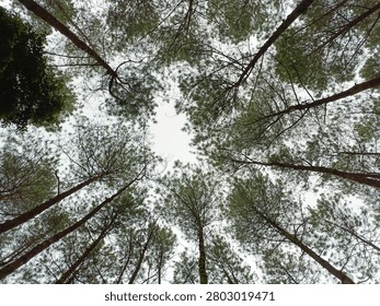 Dramatic worm's-eye view looking straight up at tall pine trees forming a radial pattern toward the bright overcast sky, with lush green pine needles and branches creating a natural symmetrical canopy in the forest.