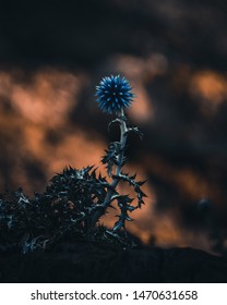 A dramatically beautiful blue thistle found on top of the rocky mountains of Spain