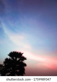 Dramatically Beautiful Sky with a tree silhouette