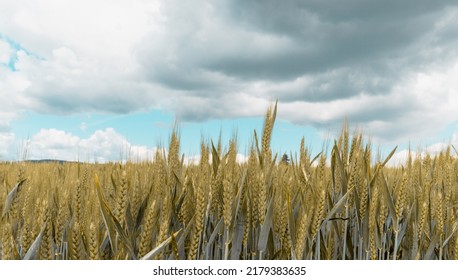 Dramatically Cloudy Grain Field 
Nature Food Industry  Agricultural Landscape