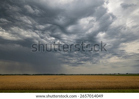 Dramatically formed wavy and curling clouds over a wheat field at the back of a thunderstorm. Clouds are called Altocumulus asperitas.