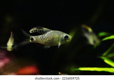 Drape Fin Barb (Oreichthys crenuchoides) from India in Aquarium - Shutterstock ID 2216059725