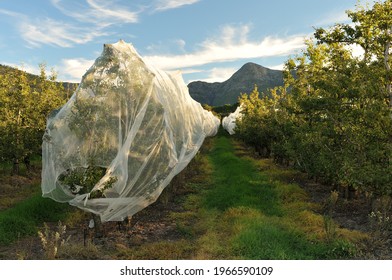 A drape net covering a row of apple trees as protection against hail
