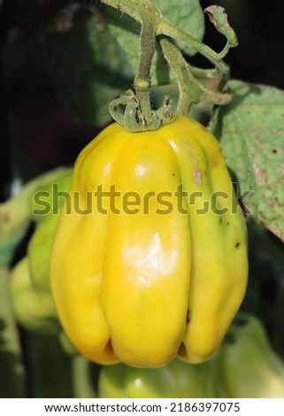Draped tomatoes the fruits are pepper-like shaped, strongly pleated, weighting 150-200 gr., yellow color with some green spots. Imagine de stoc © 
