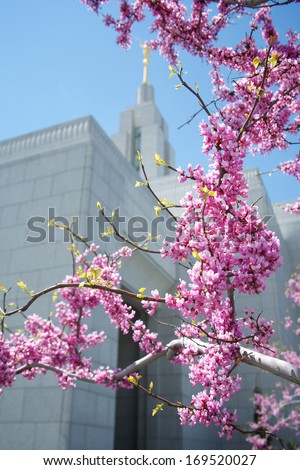 Draper, UT LDS Temple in spring with blossoms