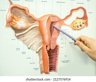 drawing of the female reproductive system