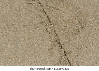 Drawing a Line in the Sand Images, Stock Photos & Vectors | Shutterstock