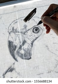 Drawing A Parrot With Gel Pen On Back Lit Fabric. Close Up Of Technique To Copy Outline Of An Image Onto Fabric Using A Light Box, For Crafts Such As Collage Quilting. Vertical.