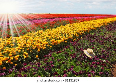 Drawn shining sun with sharp beams shines multi-color flower field