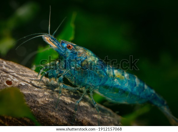 Dream Blue Freshwater Cherry shrimp Neocaridina\
davidi female