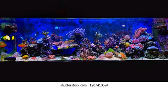 Dream Coral Reef Aquarium Tank