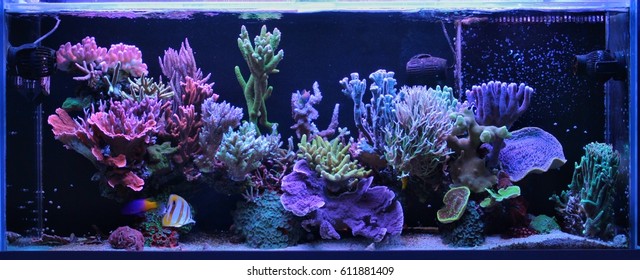 Dream Coral Reef Aquarium Tank 