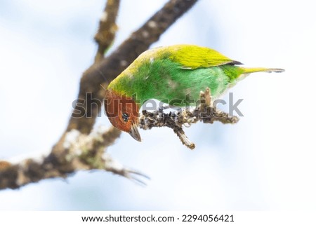 Dream like photo of a Bay-headed Tanager bird with a soft cloudy background.