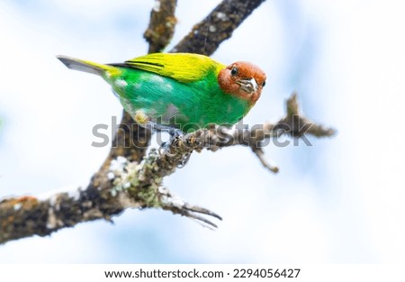 Dream like photo of a Bay-headed Tanager bird eating bugs with a cloudy background.