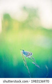 Dream Meadow Sunset. Nature Closeup Beautiful Summer Meadow Background. Inspirational Nature Closeup. Magical Wonderful Stunning Spring Butterfly Relax Tranquil Nature Macro. Blurred Bokeh Trees Sky