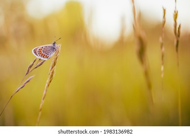 Dream Meadow Sunset. Nature Closeup Beautiful Summer Meadow Background. Inspirational Nature Closeup. Magical Wonderful Stunning Spring Butterfly Relax Tranquil Nature Macro. Blurred Bokeh Trees Sky