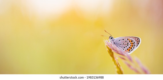 Dream Meadow Sunset. Nature Closeup Beautiful Summer Meadow Background. Inspirational Nature Closeup. Magical Wonderful Stunning Spring Butterfly Relax Tranquil Nature Macro. Blurred Bokeh Trees Sky