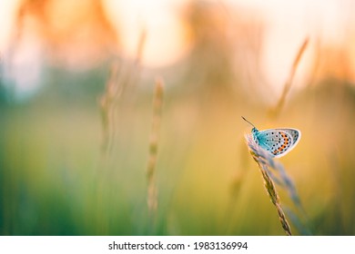 Dream Meadow Sunset. Nature Closeup Beautiful Summer Meadow Background. Inspirational Nature Closeup. Magical Wonderful Stunning Spring Butterfly Relax Tranquil Nature Macro. Blurred Bokeh Trees Sky