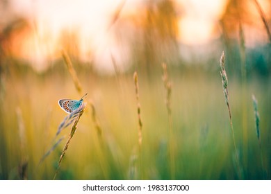 Dream Meadow Sunset. Nature Closeup Beautiful Summer Meadow Background. Inspirational Nature Closeup. Magical Wonderful Stunning Spring Butterfly Relax Tranquil Nature Macro. Blurred Bokeh Trees Sky