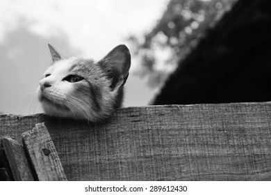 dreamer